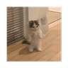 MICHI