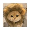 Not a lion, a...