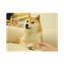 The Doge NFT